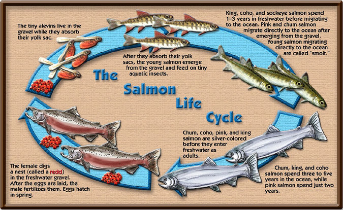 Lesson 1 - all about salmon!